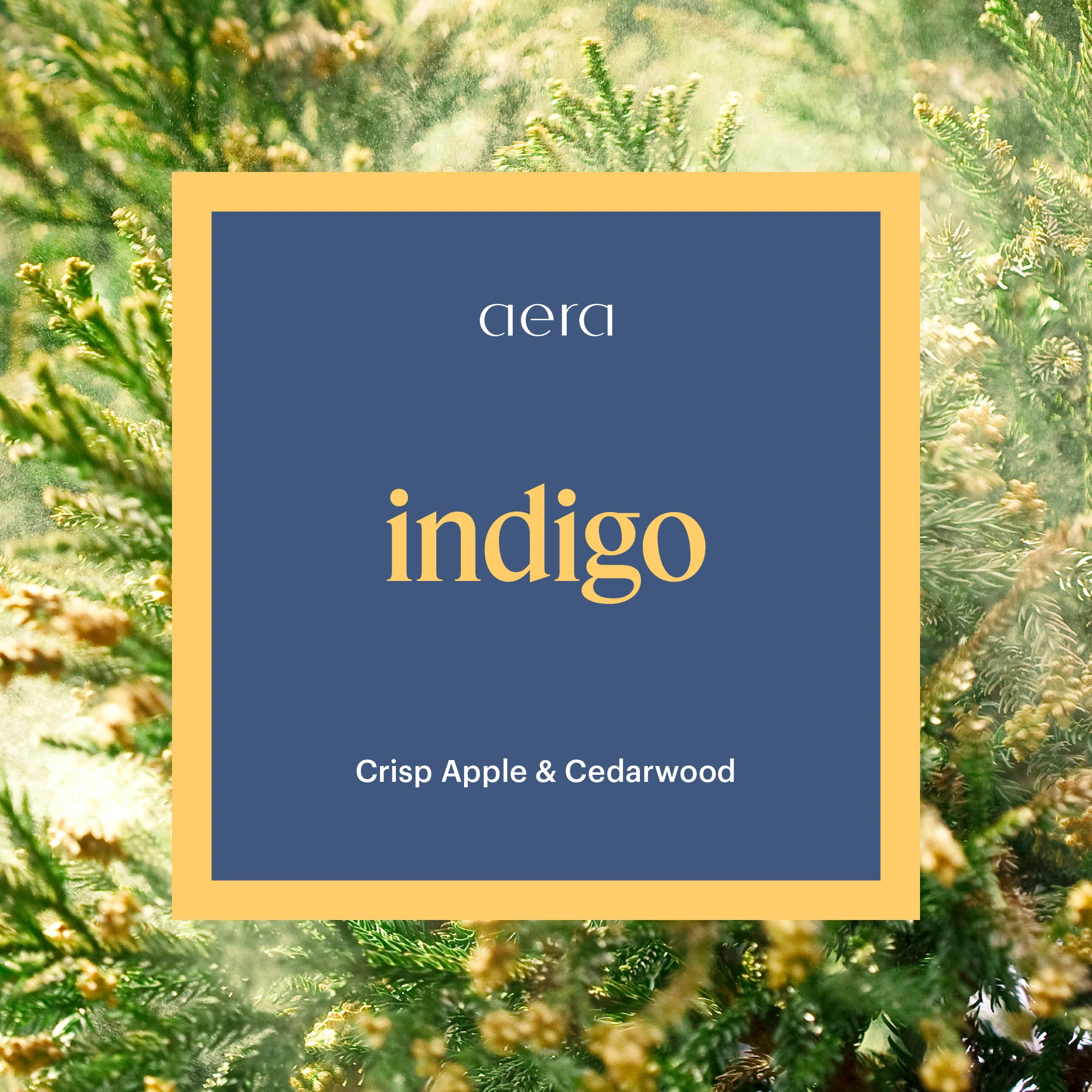 Indigo - Image 2