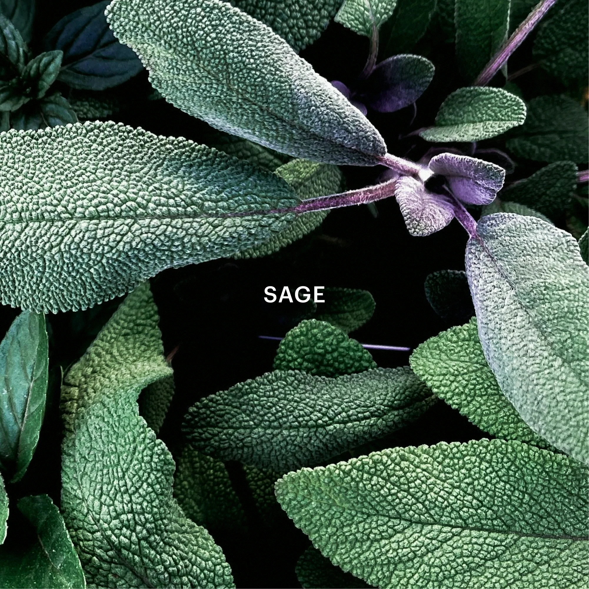 Aera & Lavender and The Moon - Image 4