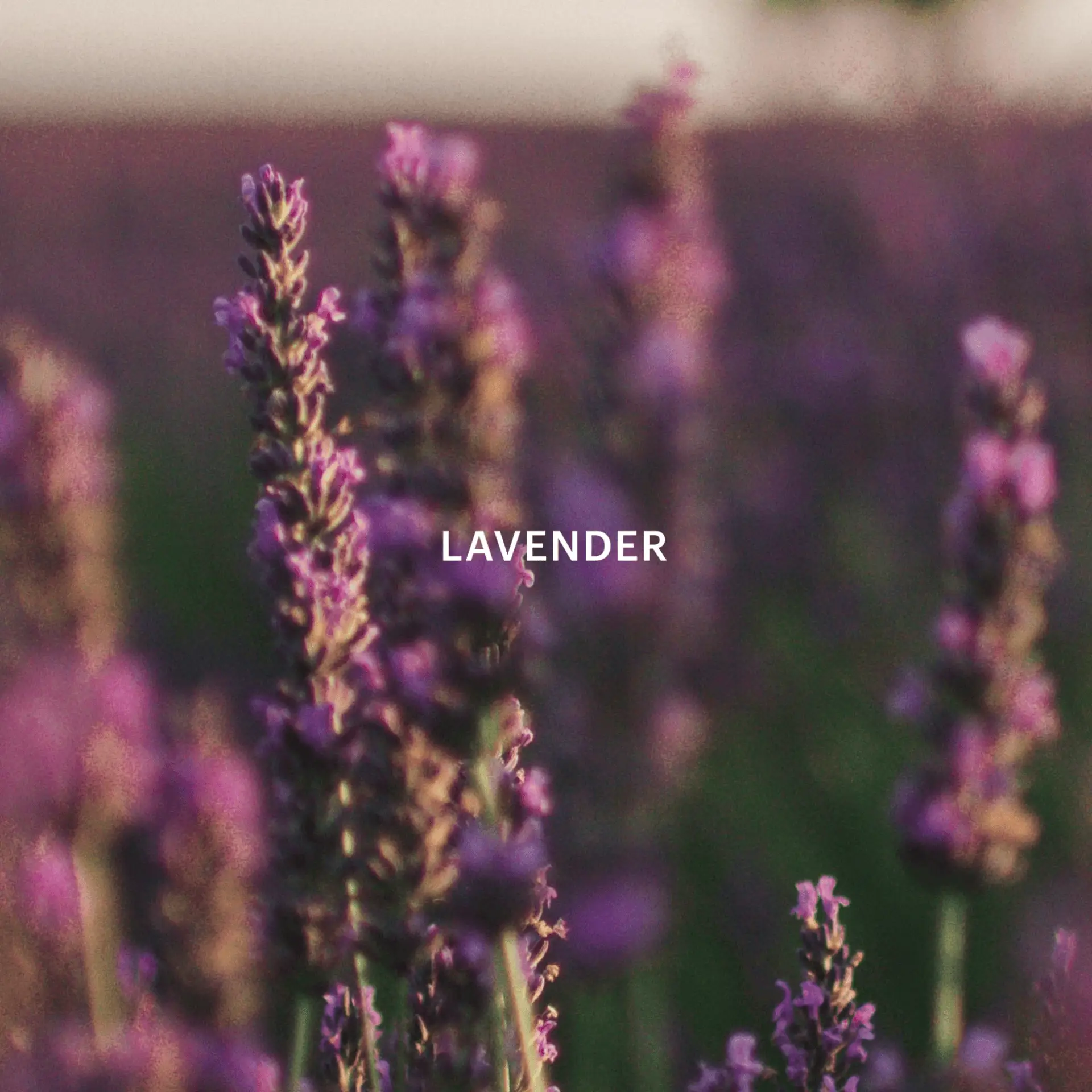 Aera Mini & Lavender and The Moon - Image 5