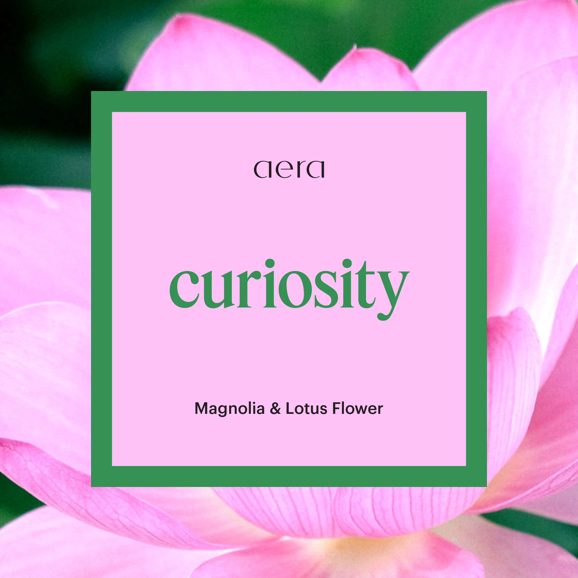 Aera Mini & Curiosity - Image 2
