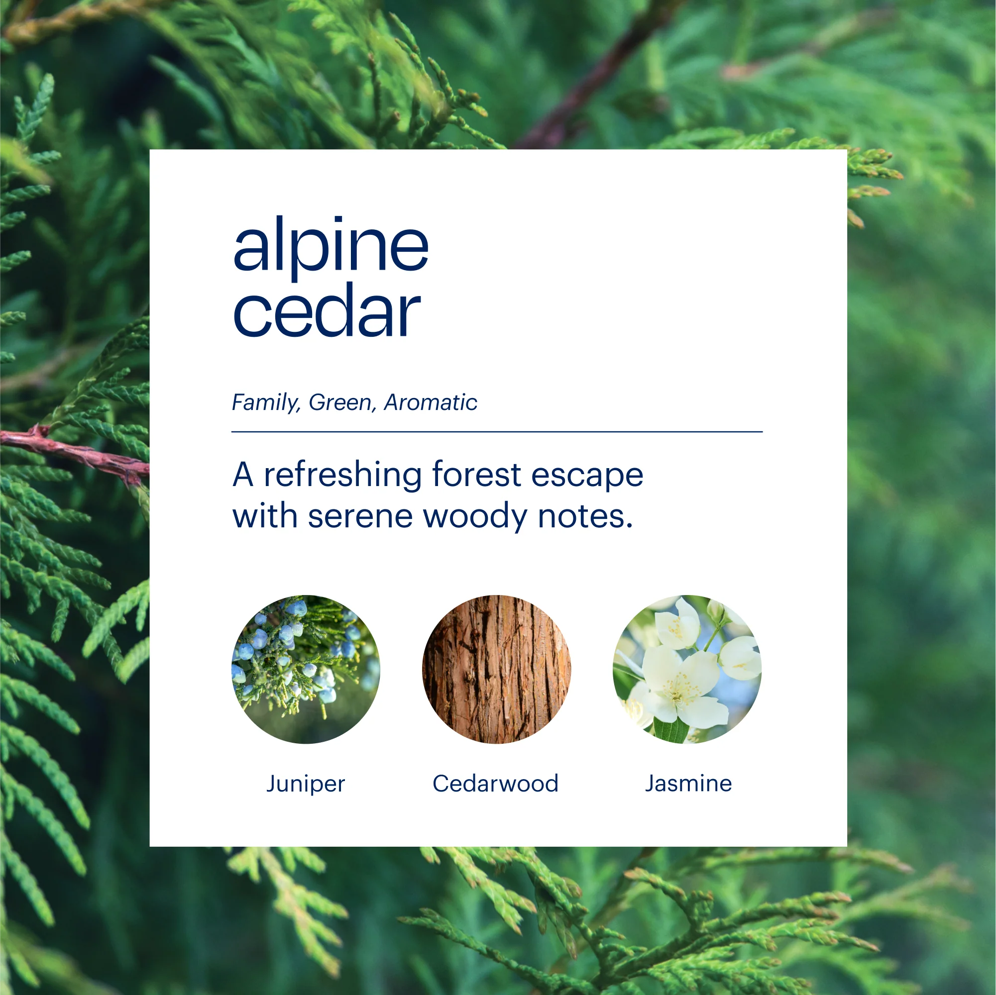 Aera & Alpine Cedar - Image 3