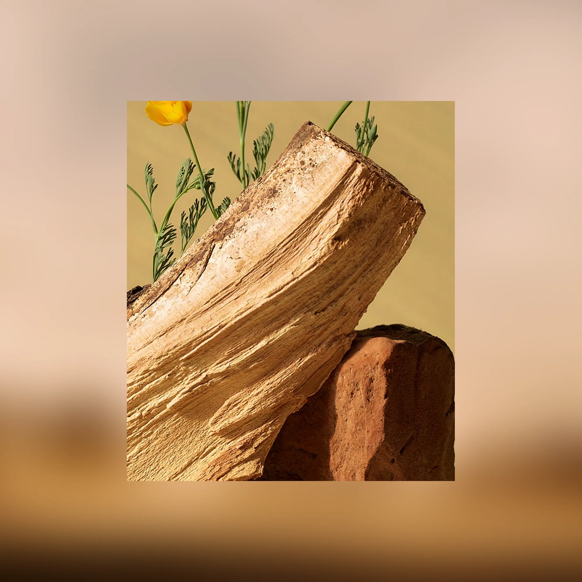 Aera & Golden Woods - Image 4