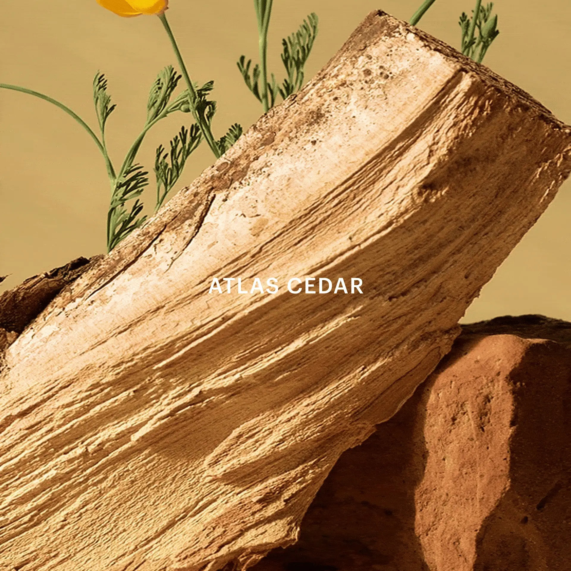 Aera & Golden Woods - Image 5