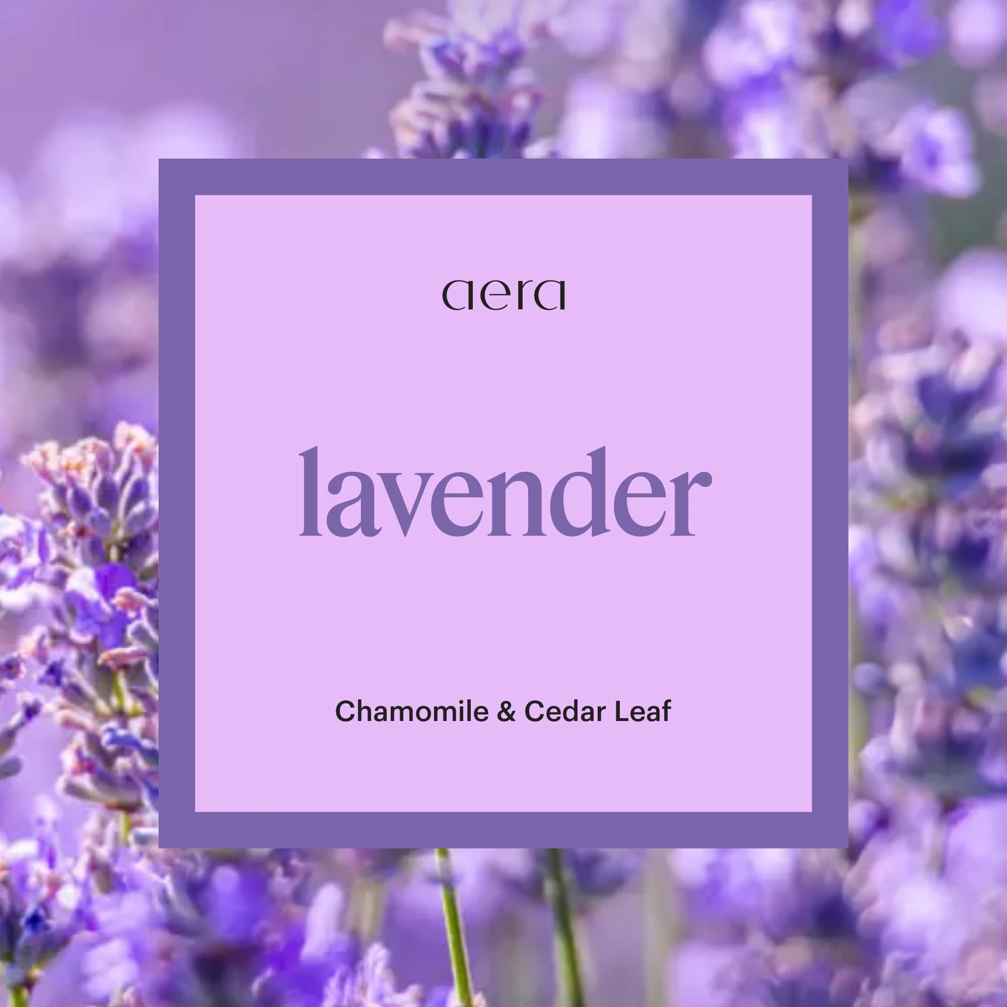 Lavender Mini - Image 2