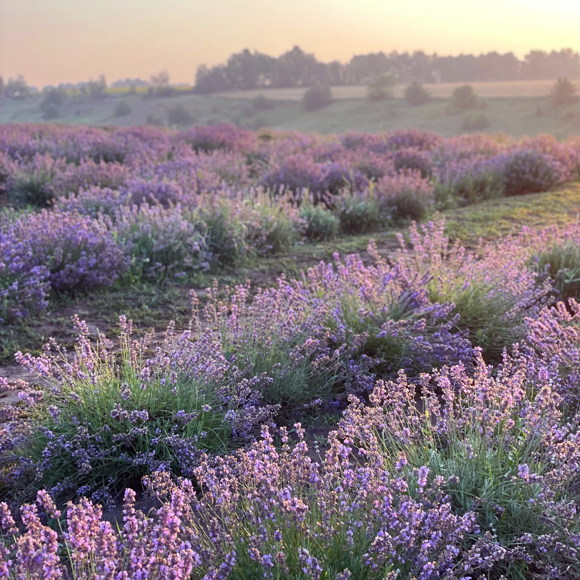Lavender Mini - Image 3
