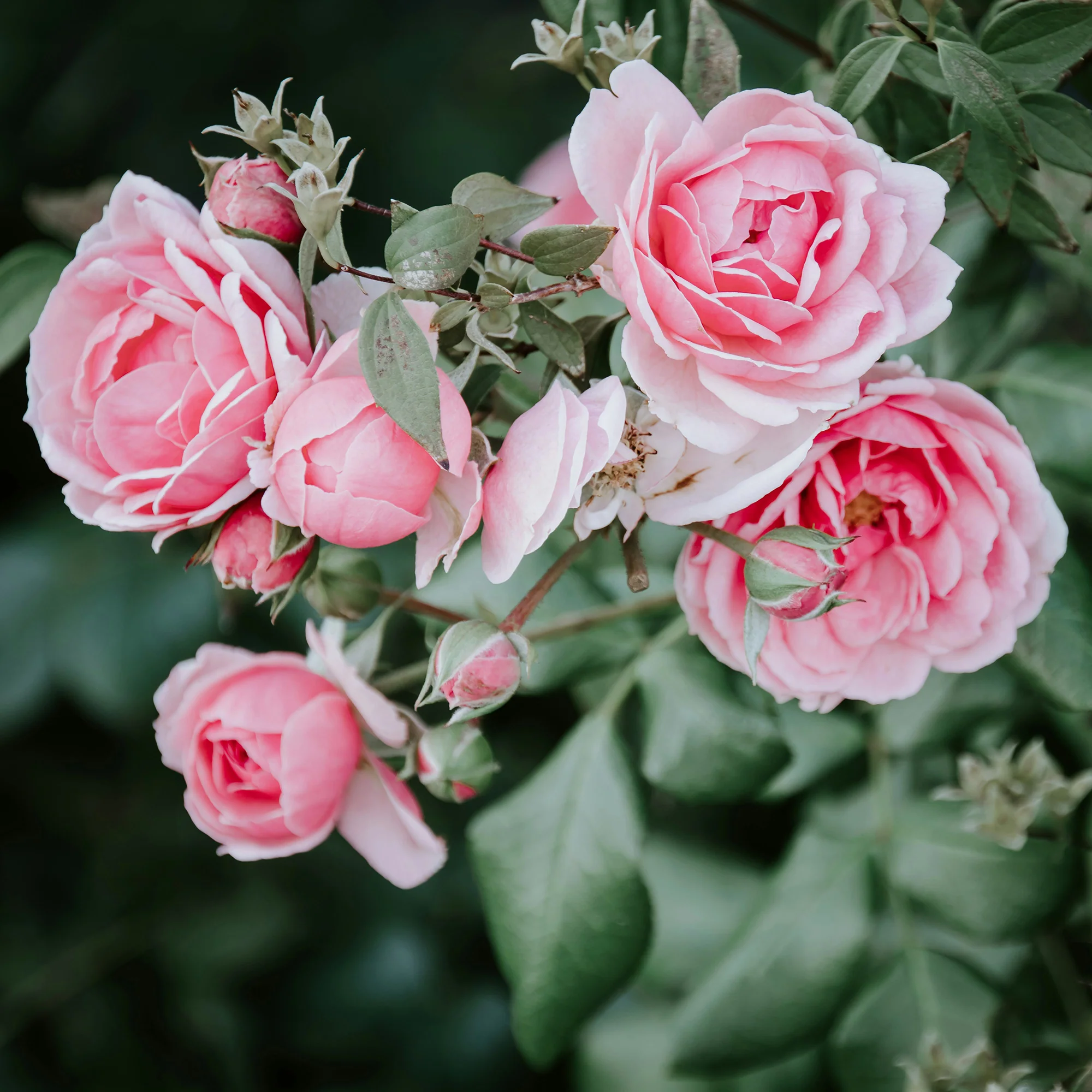 Rose Mini - Image 3