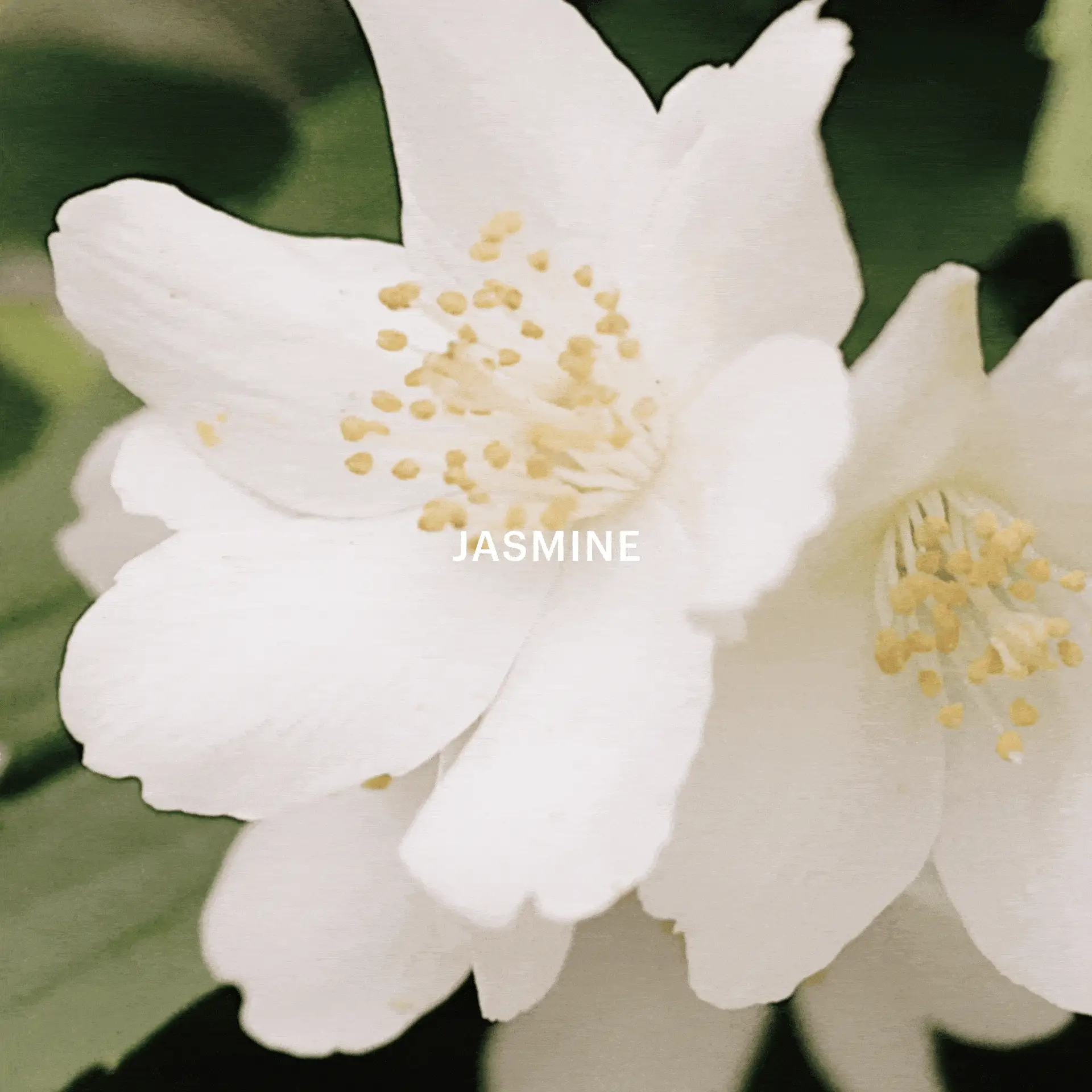 Aera & White Tea - Image 3